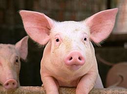Porc, cochon